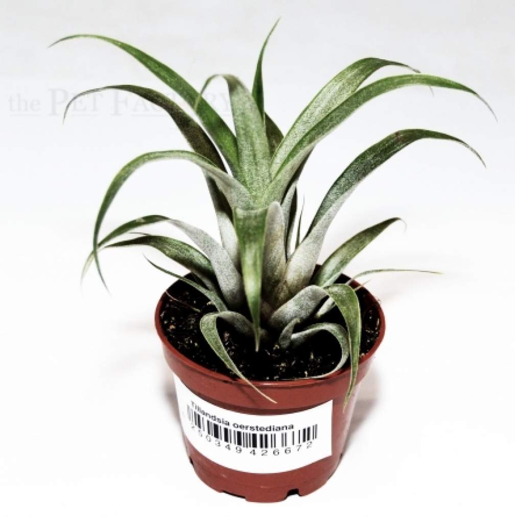 Tillandsia oerstediana